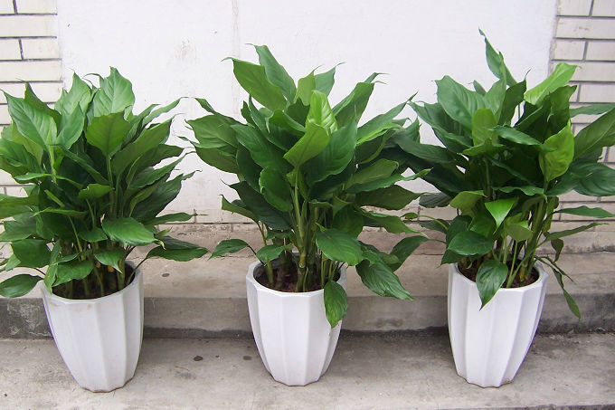 家居風水適合養什么植物