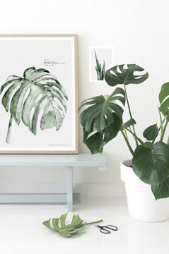 植物只能放陽臺?看看這些盆栽，室內也擁有綠色