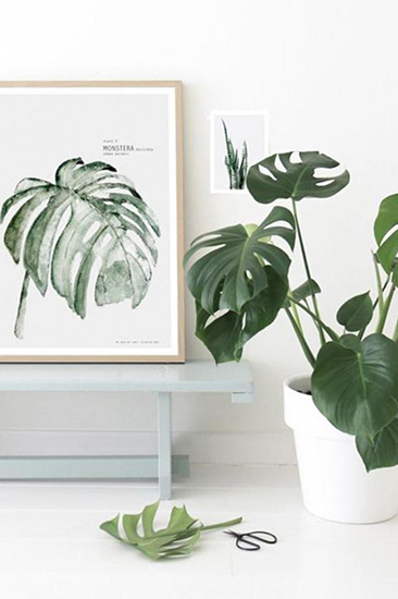 你以為植物只能放陽臺?五款室內盆栽，家里也能擁有綠