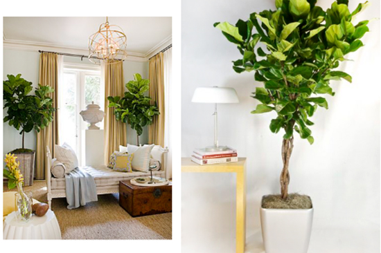 你以為植物只能放陽臺?五款室內盆栽，家里也能擁有綠