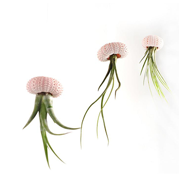 你以為植物只能放陽臺?五款室內盆栽，家里也能擁有綠