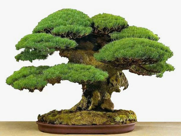 家里養什么綠植比較好